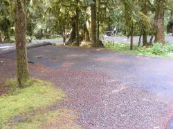 Sol Duc Loop B Site 78