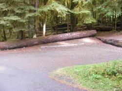 Sol Duc Loop B Site 79