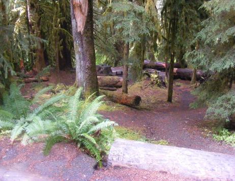 Sol Duc Loop B Walk-In Sites