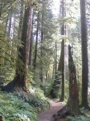 Sol Duc Trail Images