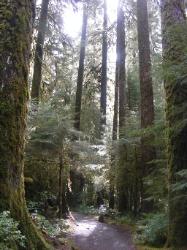 Sol Duc Trail Images