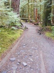 Sol Duc Trail Images