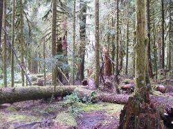 Sol Duc Trail Images