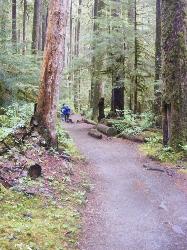 Sol Duc Trail Images