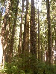 Sol Duc Trail Images