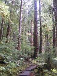 Sol Duc Trail Images