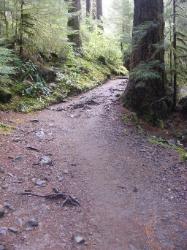 Sol Duc Trail Images