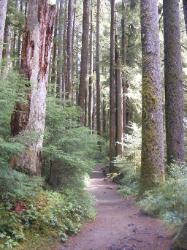 Sol Duc Trail Images