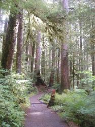 Sol Duc Trail Images
