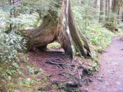 Sol Duc Trail Images