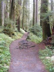 Sol Duc Trail Images