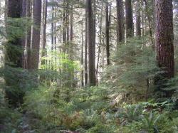 Sol Duc Trail Images