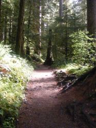 Sol Duc Trail Images
