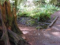 Sol Duc Trail Images