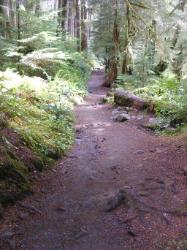 Sol Duc Trail Images