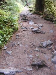 Sol Duc Trail Images