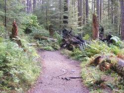 Sol Duc Trail Images
