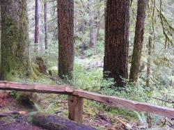 Sol Duc Trail Images
