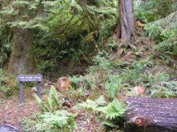 Hoh Rain Forest Area Spruce Nature Trail