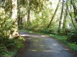 Willaby Campground Road  Olympic National Park