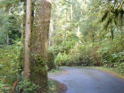 Willaby Campground Road  Olympic National Park