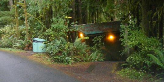 Willaby Campground Lake Quinault Olympic National Park