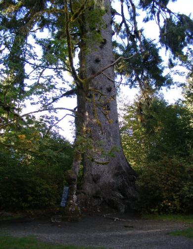 Big Spruce Tree Trail Olympic National Park