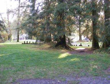Big Spruce Tree Trail Olympic National Park
